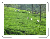 UM-ringreis1278 * Tamil women in the tea plantation * 2272 x 1704 * (1.96MB)