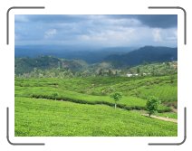 UM-ringreis1327 * Tea plantations * 2272 x 1704 * (1.63MB)