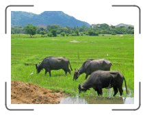 UM-ringreis1384 * Water buffaloes loose in the rice fields * 2204 x 1670 * (1.75MB)