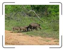 UM-ringreis1393t * Wild Boar in Yala national park * 1738 x 1303 * (1.46MB)