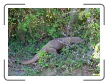 UM-ringreis1406 * A monitor lizard in Yala * 1583 x 1187 * (1.12MB)