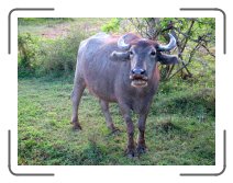 UM-ringreis1450 * An inquisitive water buffalo in Yala * 2272 x 1704 * (2.02MB)