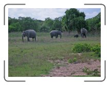 UM-ringreis1466 * Wild elephants in Yala * 2272 x 1704 * (1.47MB)