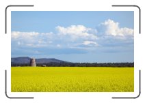 raps * Canola field near Ontika * 2272 x 1515 * (1.4MB)