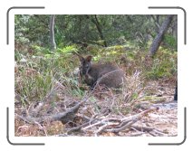 tasmaania19 * A wallaby near Wineglass Bay * 2272 x 1704 * (1.67MB)