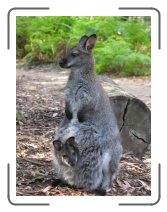 tasmaania40 * A baby wallaby with her mother at Trowunna wildlife park * 2272 x 1704 * (1.16MB)