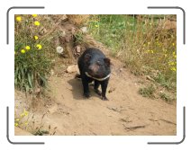 tasmaania44 * A tasmanian devil at Trowunna wildlife park * 2272 x 1704 * (1.63MB)