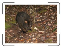 tasmaania52 * A pademelon at Mt Field National Park * 2272 x 1704 * (1.41MB)