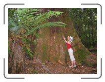 tasmaania53 * An Eucalyptus Reganis at Tall Trees Circuit in Mt Field National Park * 2272 x 1704 * (1.62MB)